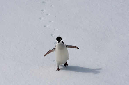 simsearch:693-03301867,k - Adelie penguin walking on the ice floe in the southern ocean, 180 miles north of East Antarctica, Antarctica Stock Photo - Premium Royalty-Free, Code: 614-09210371