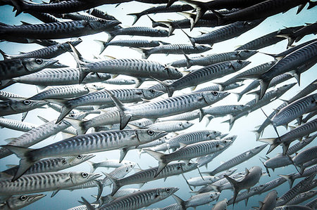 Shoal of Chevron Barracuda (Sphyraena genie), Raja Ampat, West Papua, Indonesia Stock Photo - Premium Royalty-Free, Code: 614-09212013