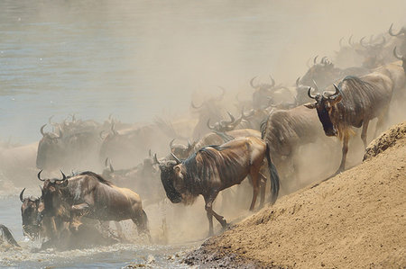 simsearch:841-03673537,k - Herd of Western white-bearded wildebeest  (Connochaetes taurinus mearnsi) on riverbank, Mara Triangle, Maasai Mara National Reserve, Narok, Kenya, Africa Photographie de stock - Premium Libres de Droits, Code: 614-09212468