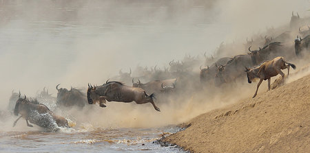 panic - Western white-bearded wildebeest  (Connochaetes taurinus mearnsi) jumping from riverbank, Mara Triangle, Maasai Mara National Reserve, Narok, Kenya, Africa Stock Photo - Premium Royalty-Free, Code: 614-09212469