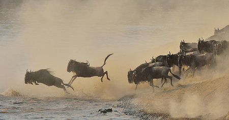 panic - Herd of Western white-bearded wildebeest (Connochaetes taurinus mearnsi) jumping into river, Mara Triangle, Maasai Mara National Reserve, Narok, Kenya, Africa Stock Photo - Premium Royalty-Free, Code: 614-09212477