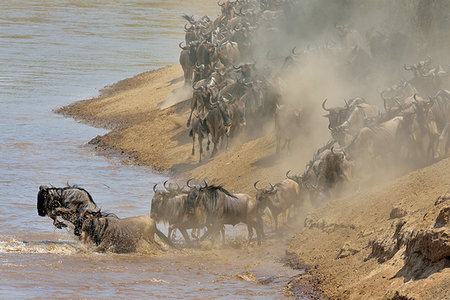 panic and crowd - Western white-bearded wildebeest (Connochaetes taurinus mearnsi) on dusty riverbank, Mara Triangle, Maasai Mara National Reserve, Narok, Kenya, Africa Stock Photo - Premium Royalty-Free, Code: 614-09212488