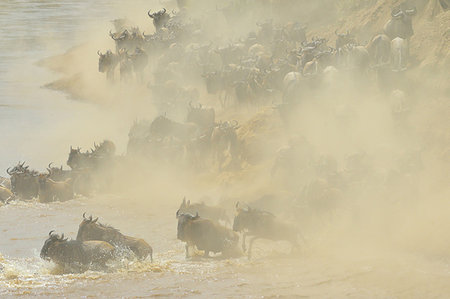 panic and crowd - Western white-bearded wildebeest (Connochaetes taurinus mearnsi) in dusty river, Mara Triangle, Maasai Mara National Reserve, Narok, Kenya, Africa Stock Photo - Premium Royalty-Free, Code: 614-09212489