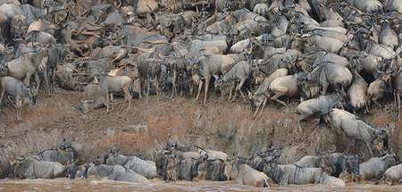 panic and crowd - Western white-bearded wildebeest (Connochaetes taurinus mearnsi) clambering on riverbank, Mara Triangle, Maasai Mara National Reserve, Narok, Kenya, Africa Stock Photo - Premium Royalty-Free, Code: 614-09212483