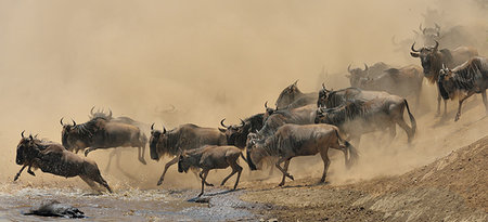 panic - Group of Western white-bearded wildebeest (Connochaetes taurinus mearnsi) jumping into river, Mara Triangle, Maasai Mara National Reserve, Narok, Kenya, Africa Stock Photo - Premium Royalty-Free, Code: 614-09212495