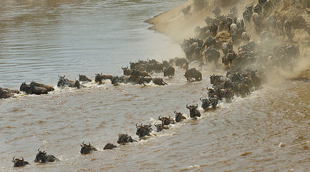 simsearch:841-03673537,k - Lines of Western white-bearded wildebeest (Connochaetes taurinus mearnsi) in river, Mara Triangle, Maasai Mara National Reserve, Narok, Kenya, Africa Photographie de stock - Premium Libres de Droits, Code: 614-09212490