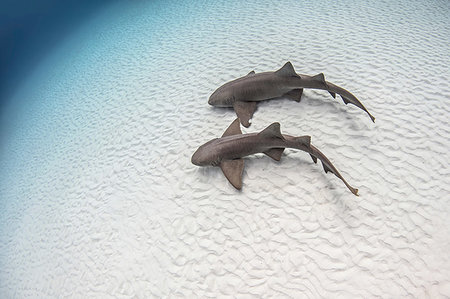 simsearch:6119-07451337,k - Underwater view of pair of nurse sharks on sandy seabed, high angle view, Alice Town, Bimini, Bahamas Foto de stock - Sin royalties Premium, Código: 614-09249729