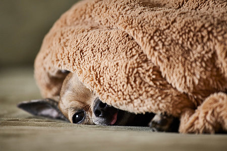 simsearch:614-06043438,k - Chihuahua resting underneath blanket on couch Photographie de stock - Premium Libres de Droits, Code: 614-09258857
