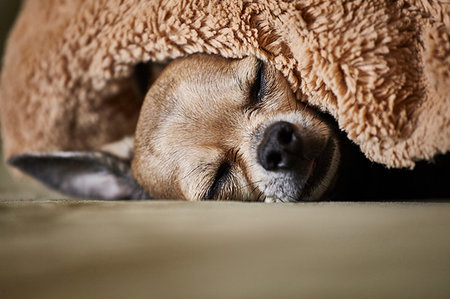 simsearch:614-06043438,k - Chihuahua sleeping underneath blanket on couch Photographie de stock - Premium Libres de Droits, Code: 614-09258858