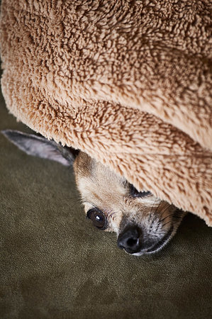 simsearch:614-06043438,k - Chihuahua resting underneath blanket on couch Photographie de stock - Premium Libres de Droits, Code: 614-09258859