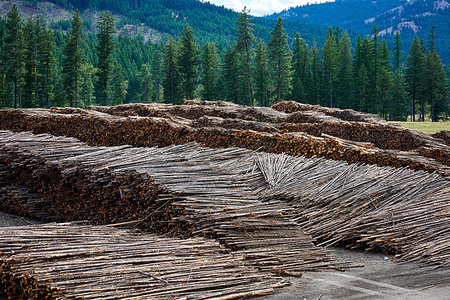 Timber yard, Midway, Canada Stock Photo - Premium Royalty-Free, Code: 614-09258862