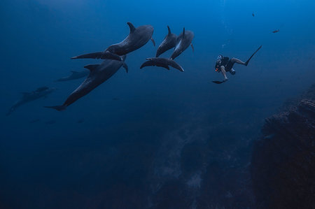 simsearch:6119-07451337,k - Man diving with dolphins, Revillagigedo Islands, Socorro, Baja California, Mexico Foto de stock - Sin royalties Premium, Código: 614-09258948