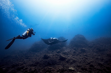 simsearch:614-08065889,k - Female diver filming Giant Oceanic manta ray, two scalloped hammerheads in background, Revillagigedo Islands, Socorro, Baja California, Mexico Stock Photo - Premium Royalty-Free, Code: 614-09258952