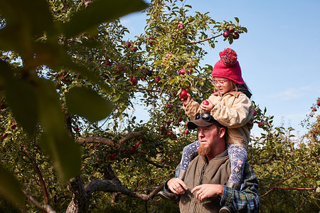 family apple orchard - Father and daughter picking apples from tree Photographie de stock - Premium Libres de Droits, Code: 614-09253760