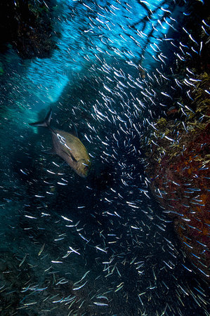 Underwater view of a jack swimming through a shoal of silverside fish, Eleuthera, Bahamas Stock Photo - Premium Royalty-Free, Code: 614-09253926