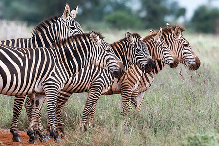 simsearch:614-06043438,k - Herd of plains zebras, Equus quagga, Voi, Tsavo, Kenya Photographie de stock - Premium Libres de Droits, Code: 614-09277160