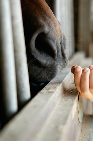 Person feeding a horse Stock Photo - Premium Royalty-Free, Code: 614-00602820