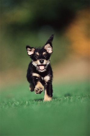 Puppy running on lawn Stock Photo - Premium Royalty-Free, Code: 614-00968388
