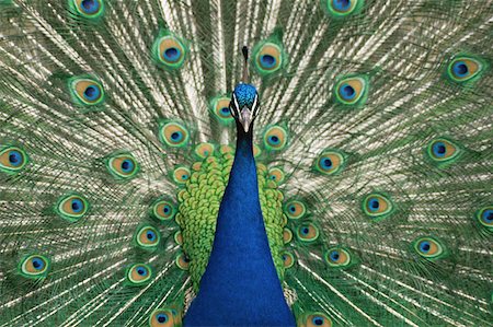 peacock pattern photography - Peacock showing feathers Stock Photo - Premium Royalty-Free, Code: 614-00968440