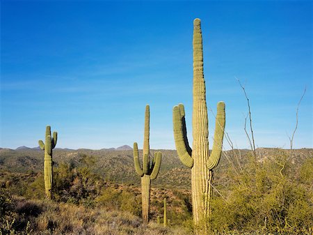 Saguaro cacti in the sonoran desert Foto de stock - Sin royalties Premium, Código: 614-01487498