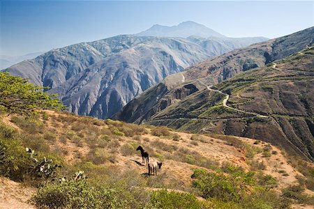 Horses on the andes Stock Photo - Premium Royalty-Free, Code: 614-01487822