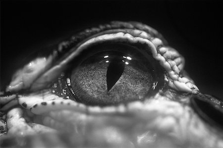 Alligator eye Stock Photo - Premium Royalty-Free, Code: 614-01561216