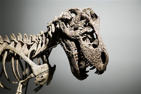 dinosaur - Dinosaur skeleton Stock Photo - Premium Royalty-Free, Code: 614-01869490