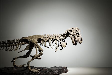 dinosaur - Dinosaur skeleton Stock Photo - Premium Royalty-Free, Code: 614-01869514