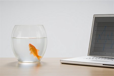 Goldfish and laptop Stock Photo - Premium Royalty-Free, Code: 614-02074113