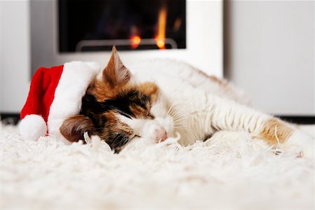 santa claus hat - Sleeping cat at christmas Stock Photo - Premium Royalty-Free, Code: 614-02072996