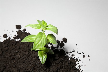 start growing plant - Sapling growing from mound of soil Stock Photo - Premium Royalty-Free, Code: 614-02244273