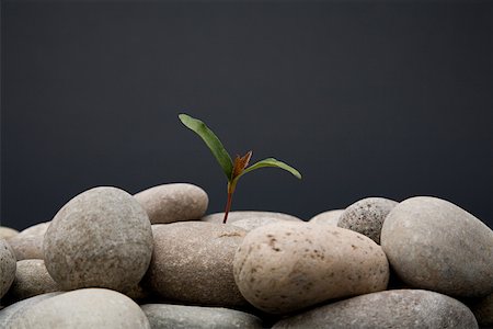 Sapling growing from pebbles Stock Photo - Premium Royalty-Free, Code: 614-02244302