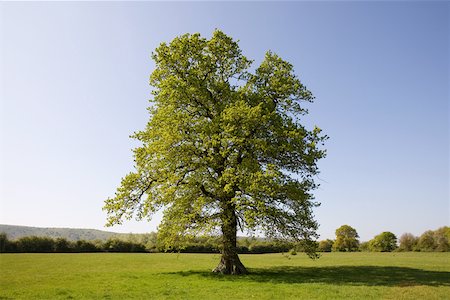 quercus sp - Oak tree in summer Stock Photo - Premium Royalty-Free, Code: 614-02343862
