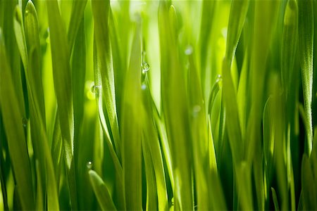 Close up of grass Stock Photo - Premium Royalty-Free, Code: 614-02343993