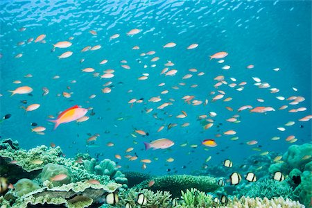 shoal (group of marine animals) - Fish swimming off sipadan island Stock Photo - Premium Royalty-Free, Code: 614-02394064