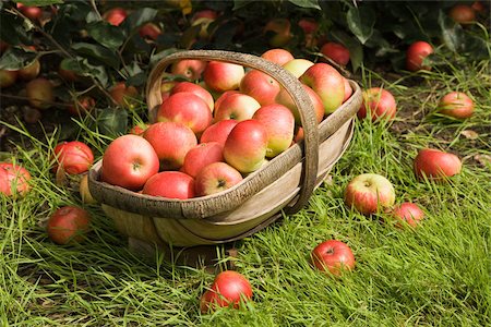 full - Un panier rempli de pommes Photographie de stock - Premium Libres de Droits, Code: 614-02394275