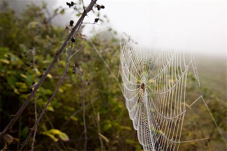 spider web - Spider web Stock Photo - Premium Royalty-Free, Code: 614-02392051