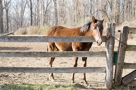 Horse and fence Stock Photo - Premium Royalty-Free, Code: 614-02393519