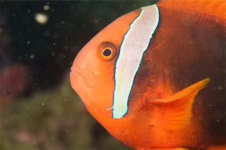 Anemonefish Stock Photo - Premium Royalty-Free, Code: 614-02679581