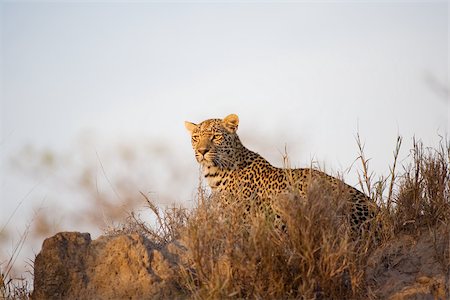 eastern transvaal - Leopard Stock Photo - Premium Royalty-Free, Code: 614-02679608