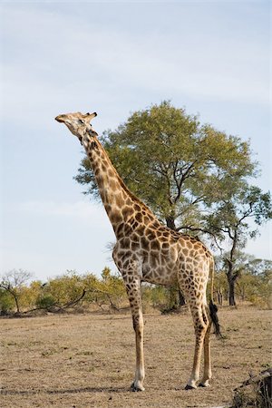 eastern transvaal - Giraffe Stock Photo - Premium Royalty-Free, Code: 614-02679616