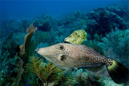 Pair of scrawled filefish. Stock Photo - Premium Royalty-Free, Code: 614-02837532