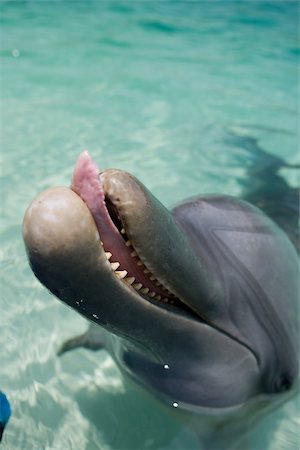 Close-up of Bottlenose dolphin. Stock Photo - Premium Royalty-Free, Code: 614-02837657