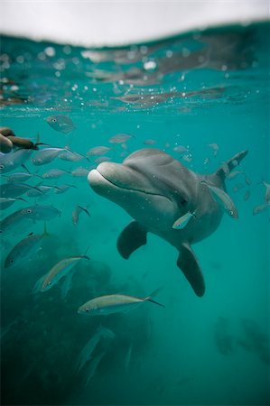 face underwater - Atlantic bottlenose dolphin. Stock Photo - Premium Royalty-Free, Code: 614-02837651