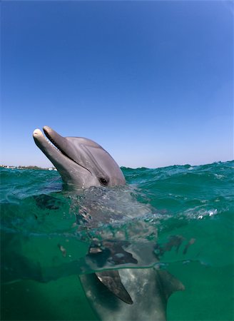 face underwater - Atlantic bottlenose dolphin. Foto de stock - Sin royalties Premium, Código: 614-02837680