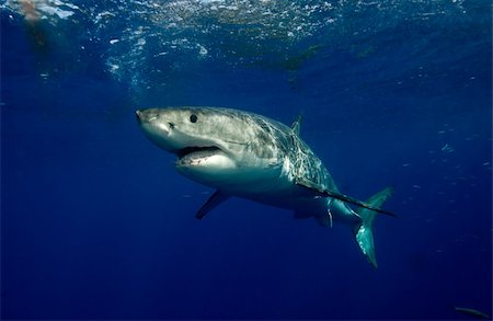 Great white shark. Stock Photo - Premium Royalty-Free, Code: 614-02837708