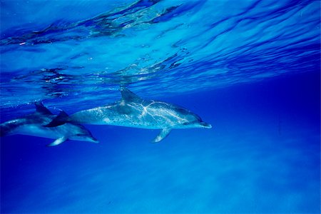 Pair of Spotted dolphin. Stock Photo - Premium Royalty-Free, Code: 614-02837836
