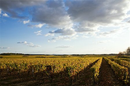 Vineyard in the loire valley Stock Photo - Premium Royalty-Free, Code: 614-02837925