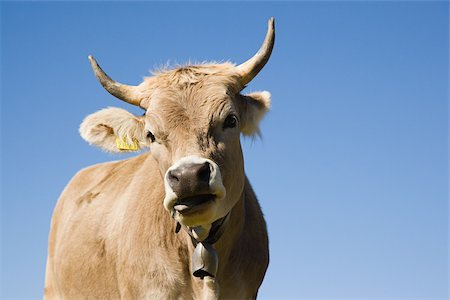 Horned cow looking at camera Stock Photo - Premium Royalty-Free, Code: 614-02984623