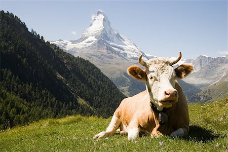 Bull resting on a hillside Stock Photo - Premium Royalty-Free, Code: 614-02984635